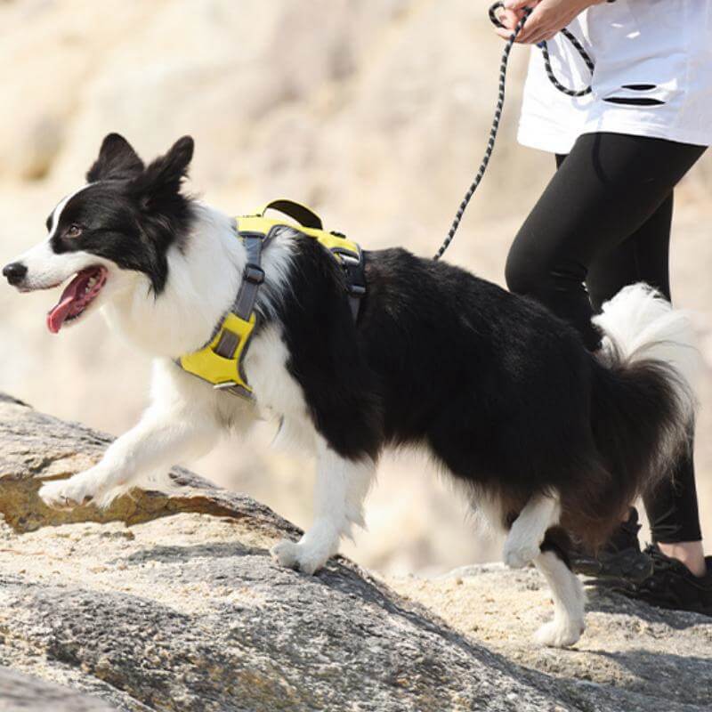 Peitoral Anti-puxão Multifuncional para Cães de Médio a Grande Porte