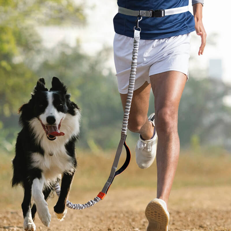 Trela retrátil multifuncional para cães com alça dupla