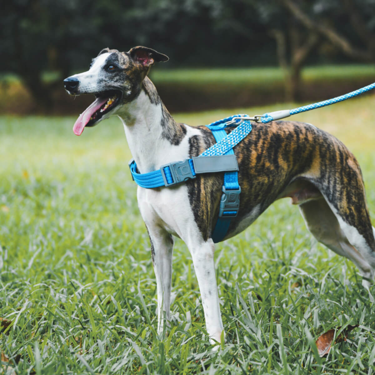 Peitoral Grande para Tronco Anti-puxão Refletivo de Impacto para Cães