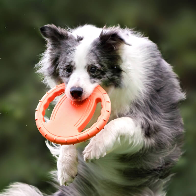 Disco voador interativo para cachorro, brinquedo de borracha para volante