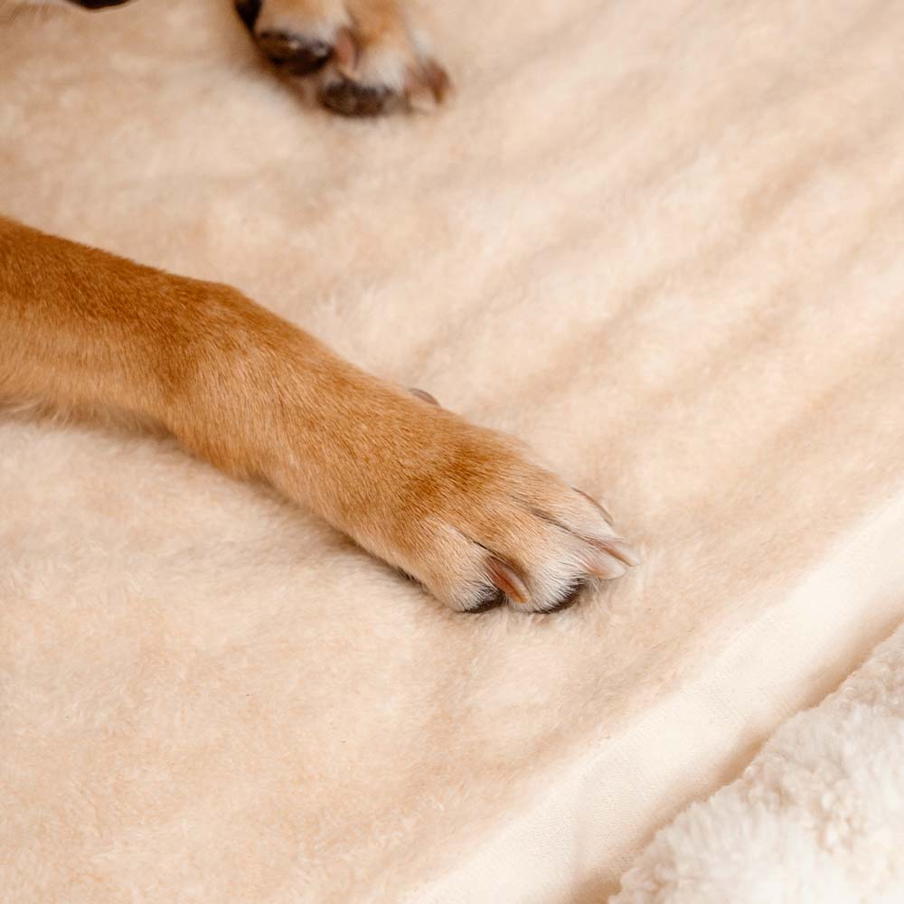 Cama ortopédica para cães Casa com riscas na moda - Refúgio acolhedor