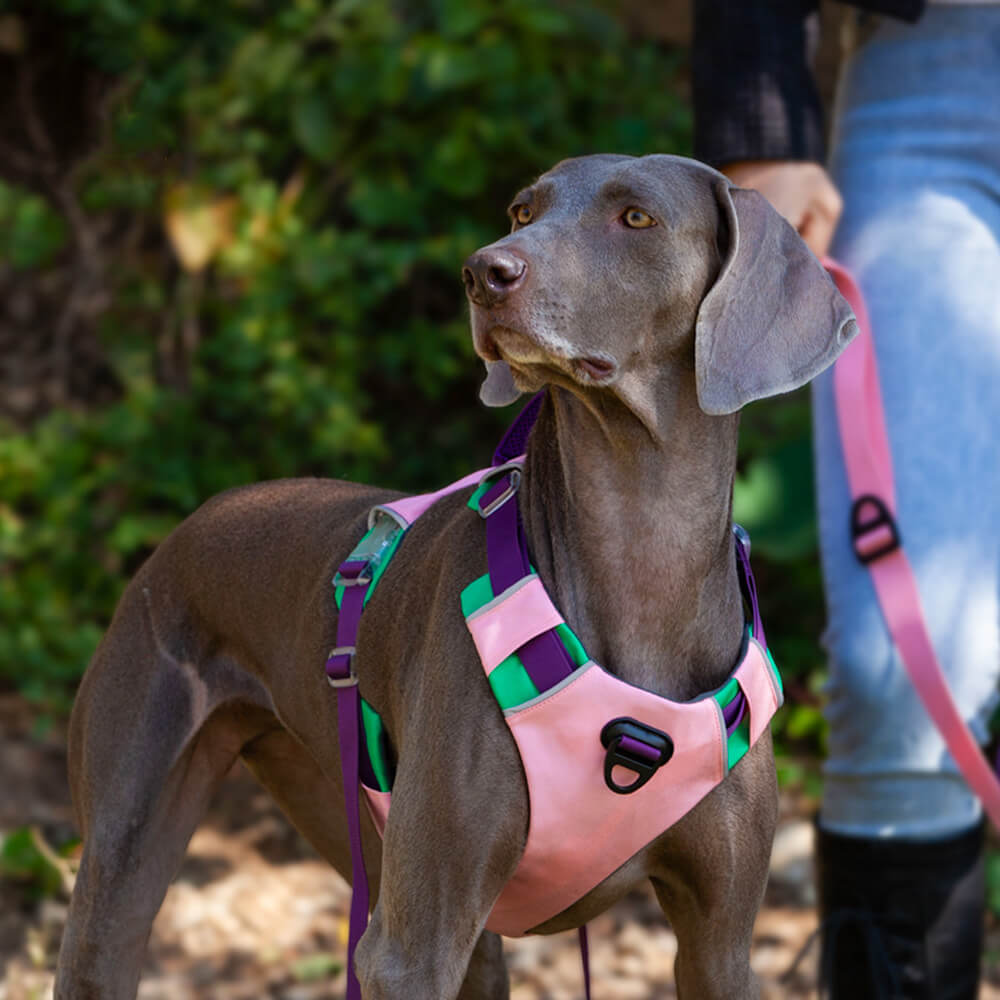 Arnês de peito de cor contrastante para animais de estimação e corda de tração para cães - estilo colete à prova de explosão