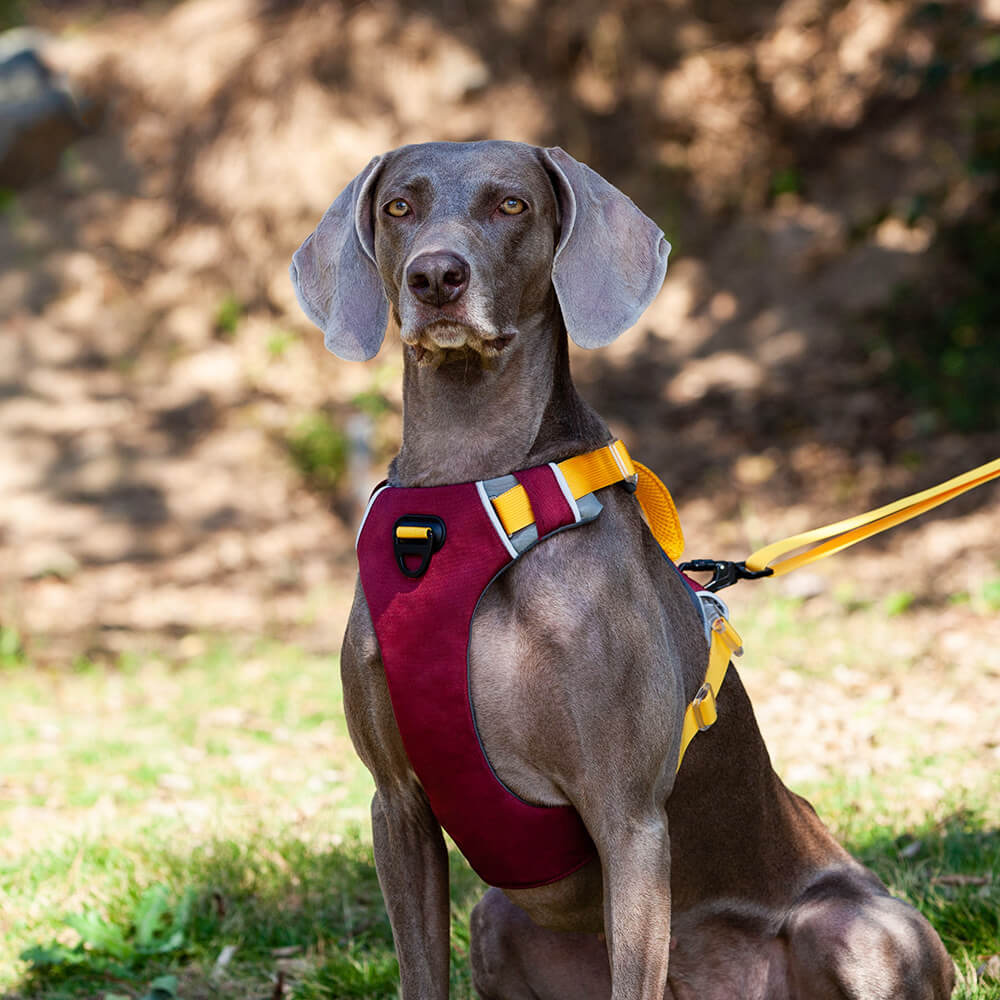 Arnês de peito de cor contrastante para animais de estimação e corda de tração para cães - estilo colete à prova de explosão