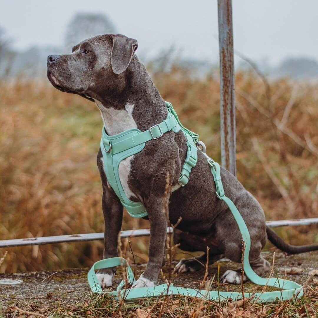 Conjunto de cessórios para Passeio Gummy Cool Dog