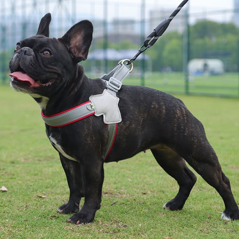 Peitoral Ajustável para Cães