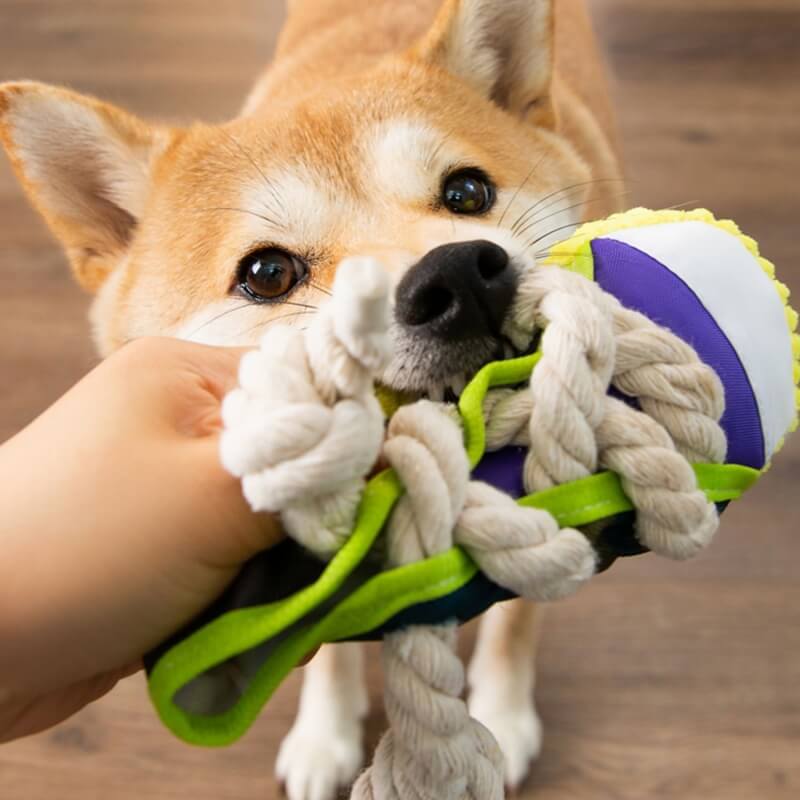 Brinquedo Mordedor de Cachorro em Forma de Tênis com Corda de Algodão