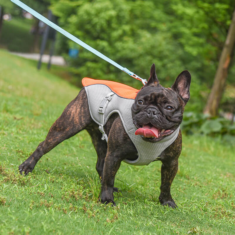 Colete respirável para prevenção de insolação Colete de resfriamento para cães embebido em água