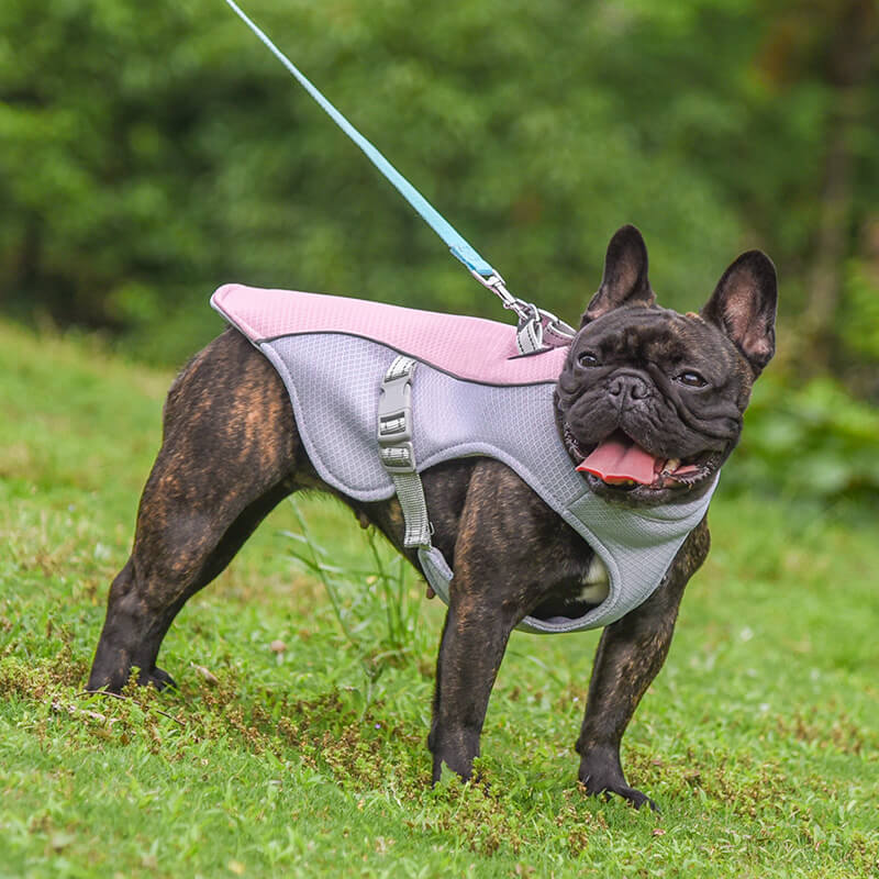 Colete respirável para prevenção de insolação Colete de resfriamento para cães embebido em água