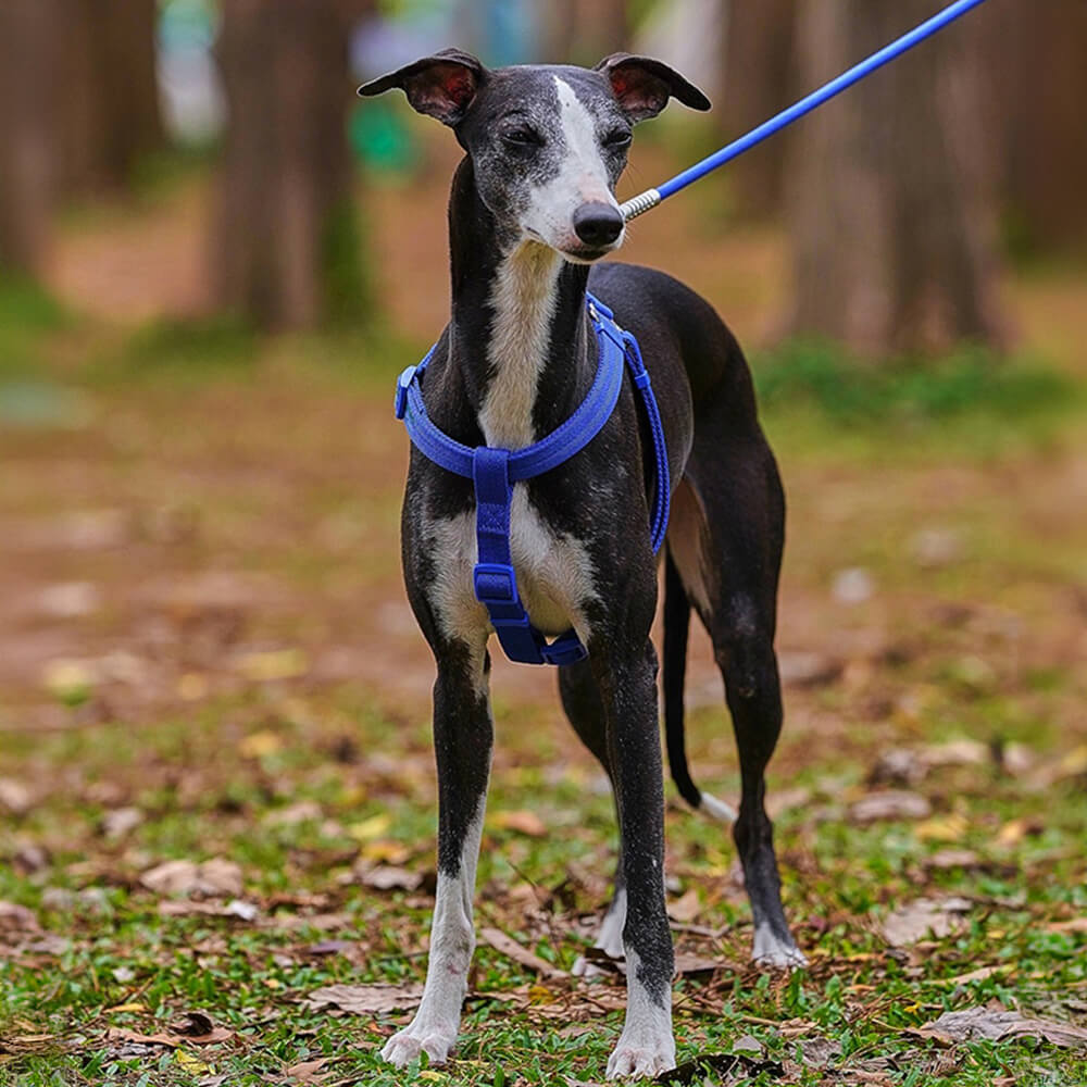 Conjunto de arnês para cães ajustável e fácil de usar, sem puxar