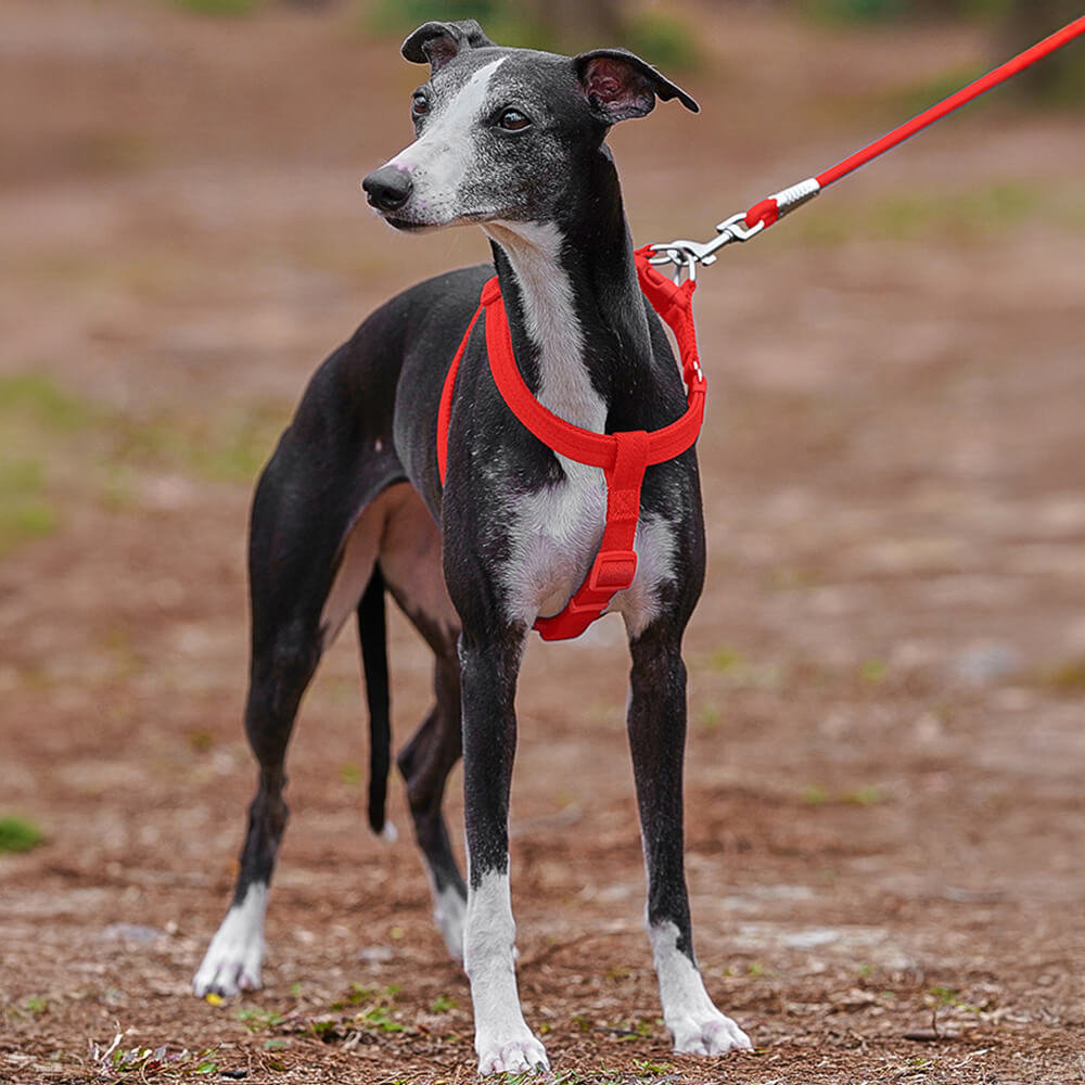 Conjunto de arnês para cães ajustável e fácil de usar, sem puxar