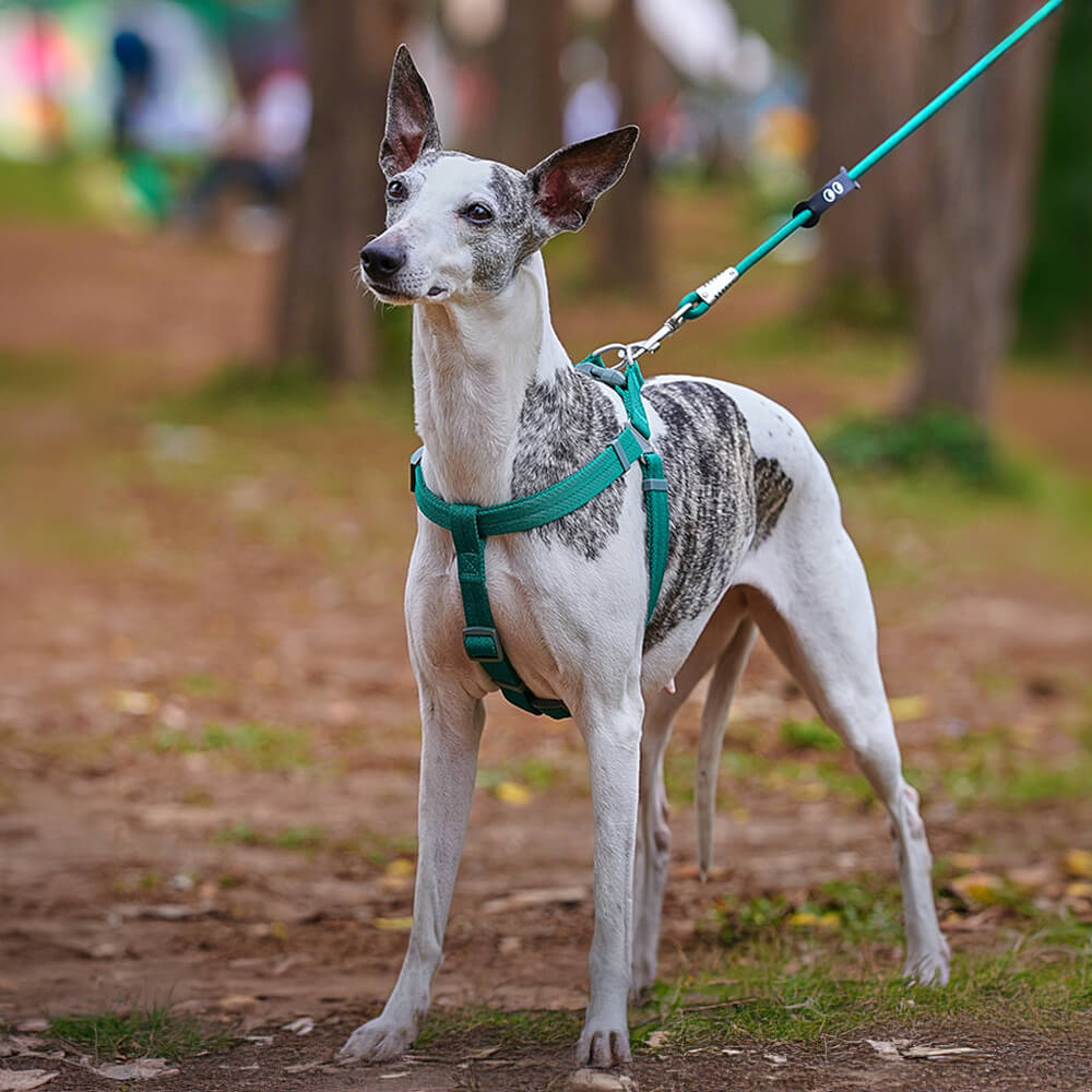 Conjunto de arnês para cães ajustável e fácil de usar, sem puxar