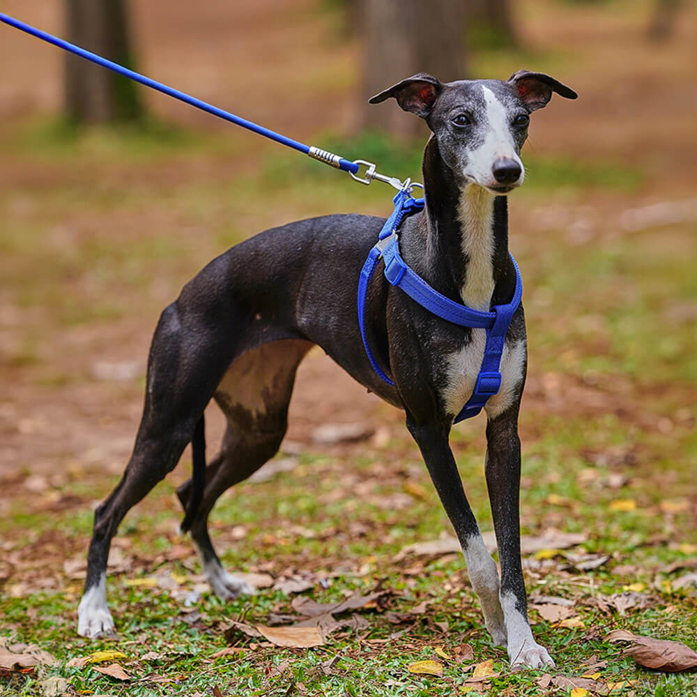 Conjunto de arnês para cães ajustável e fácil de usar, sem puxar