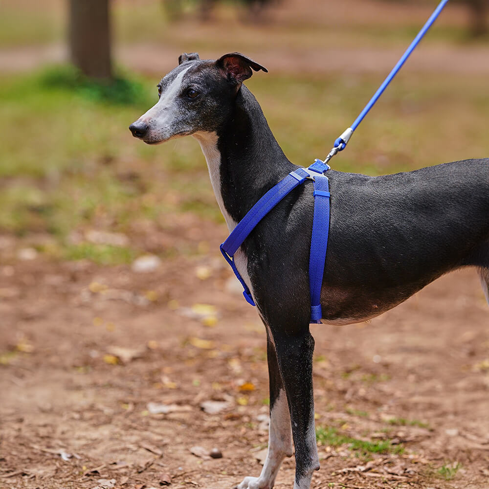 Conjunto de arnês para cães ajustável e fácil de usar, sem puxar