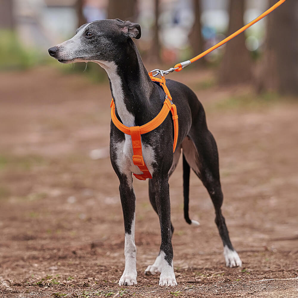 Conjunto de arnês para cães ajustável e fácil de usar, sem puxar