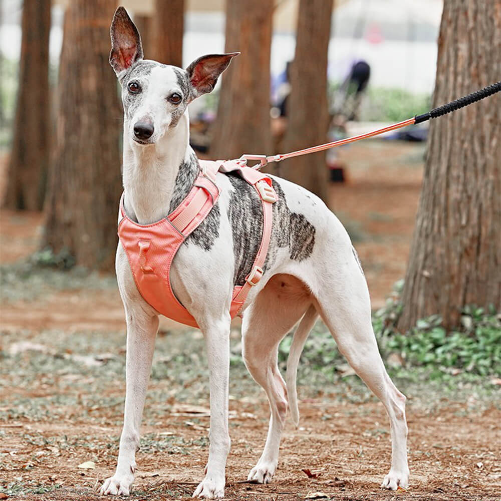 Peitoral Leve Impermeável e Respirável para Cães com Guia Anti-puxão Multifuncional