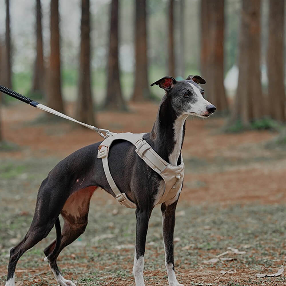 Peitoral Leve Impermeável e Respirável para Cães com Guia Anti-puxão Multifuncional