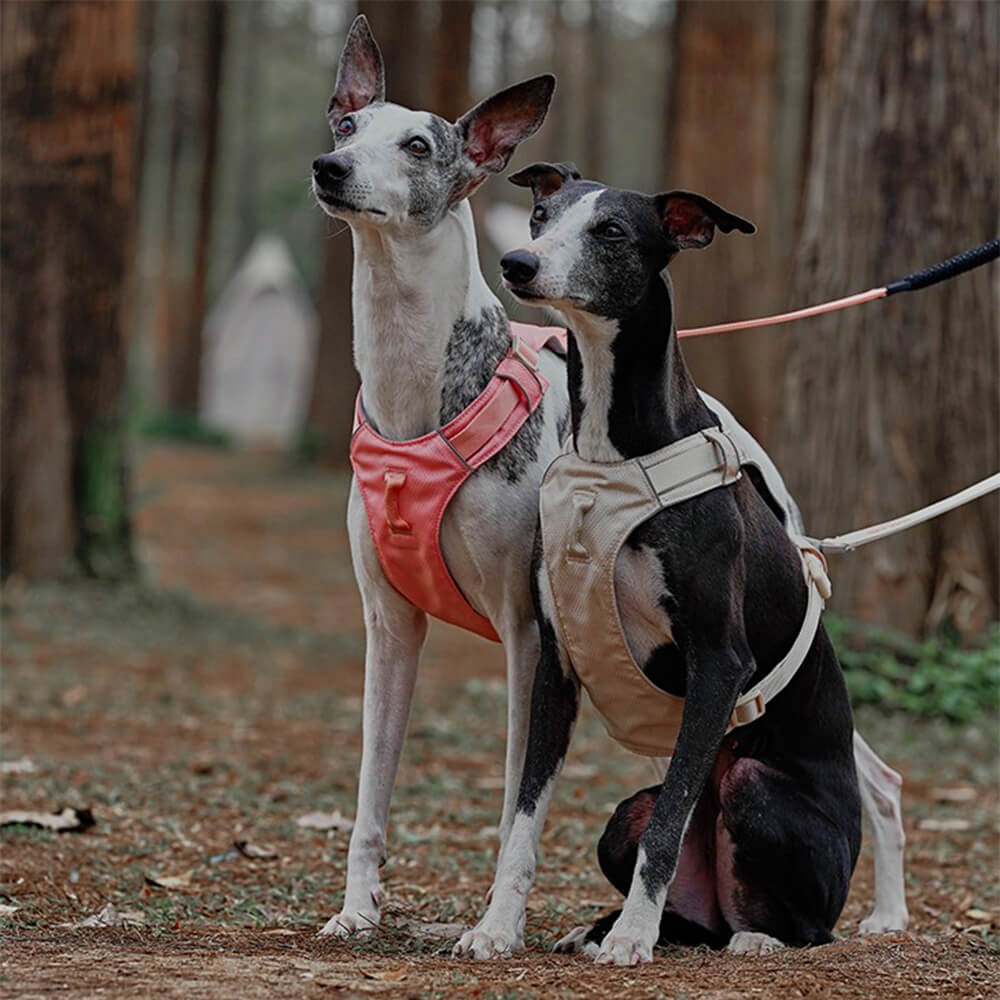 Peitoral Leve Impermeável e Respirável para Cães com Guia Anti-puxão Multifuncional