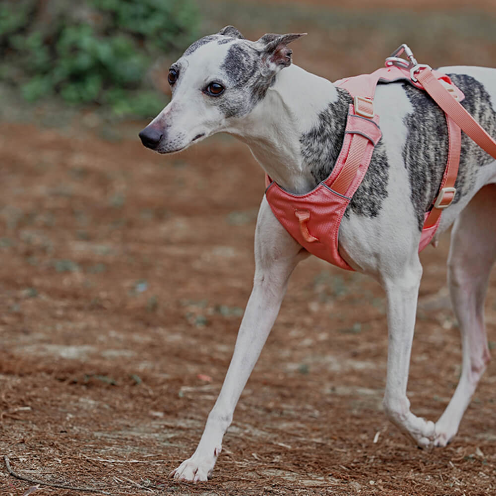 Peitoral Leve Impermeável e Respirável para Cães com Guia Anti-puxão Multifuncional