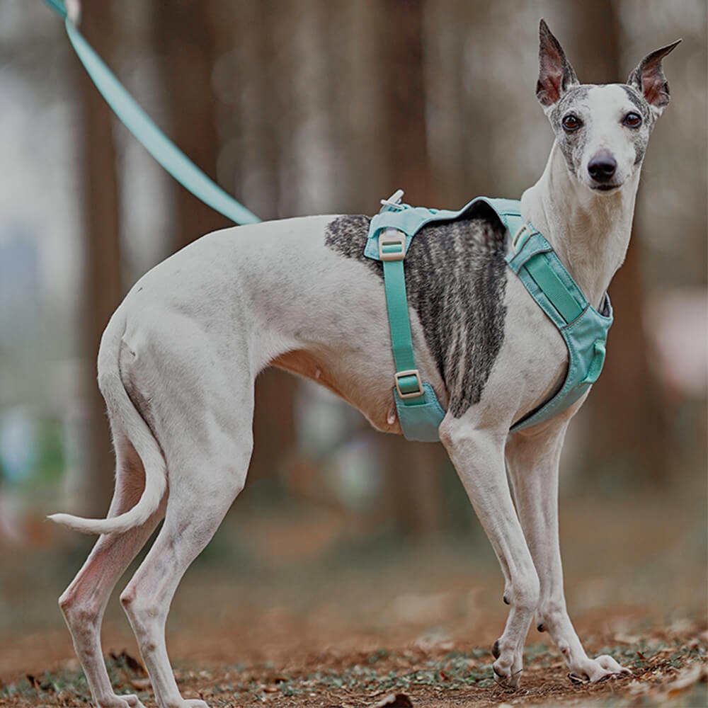 Peitoral Leve Impermeável e Respirável para Cães com Guia Anti-puxão Multifuncional