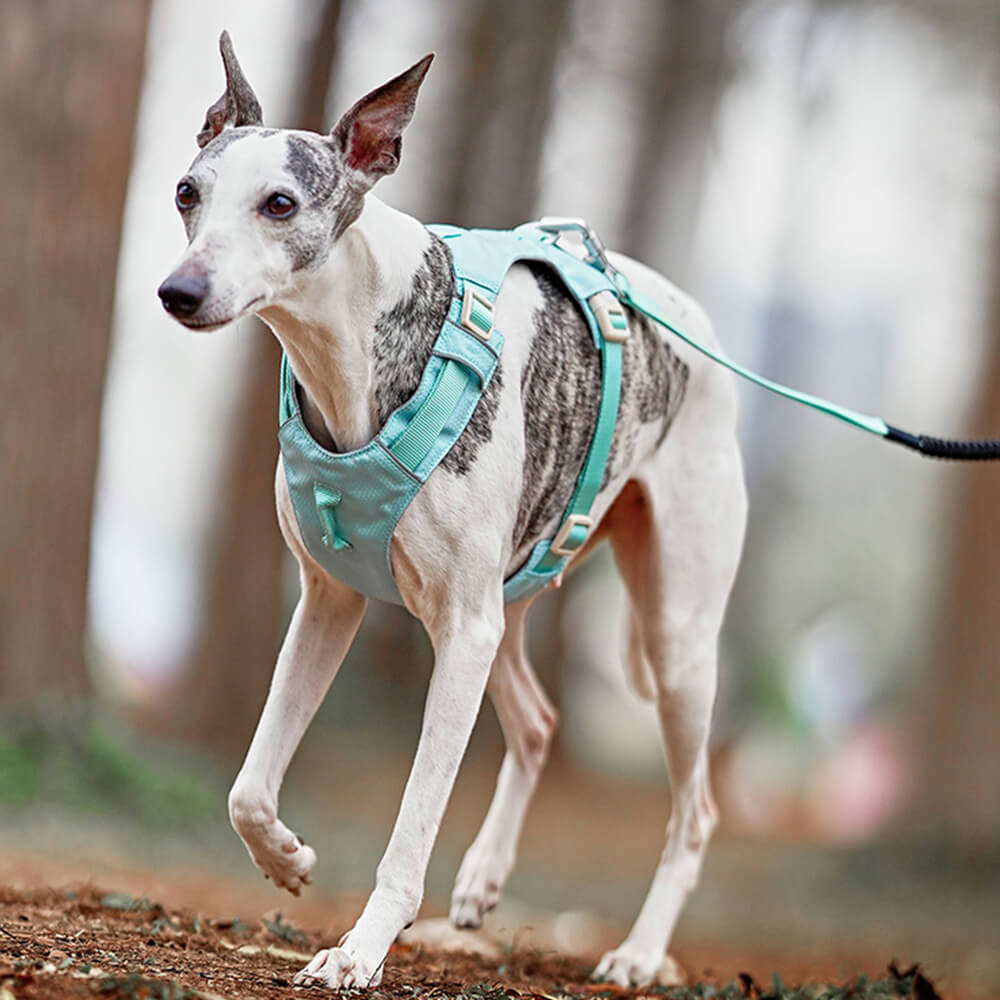 Peitoral Leve Impermeável e Respirável para Cães com Guia Anti-puxão Multifuncional