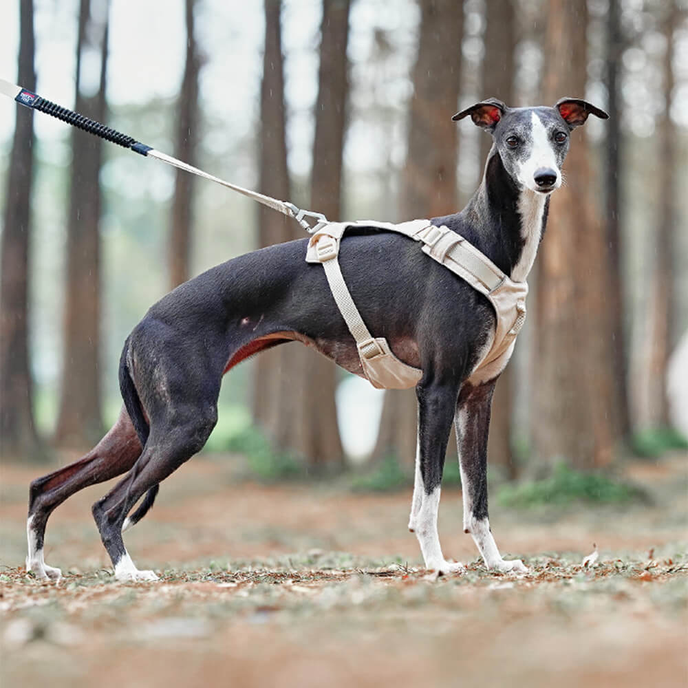 Peitoral Leve Impermeável e Respirável para Cães com Guia Anti-puxão Multifuncional