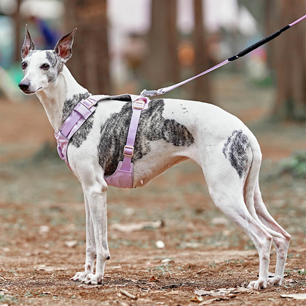 Peitoral Leve Impermeável e Respirável para Cães com Guia Anti-puxão Multifuncional