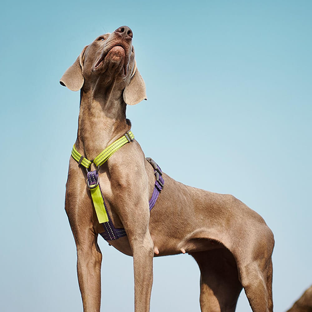 Peitoral de Equilíbrio Reflexivo com Fivela e Pescoceira Anti-puxão para Cães