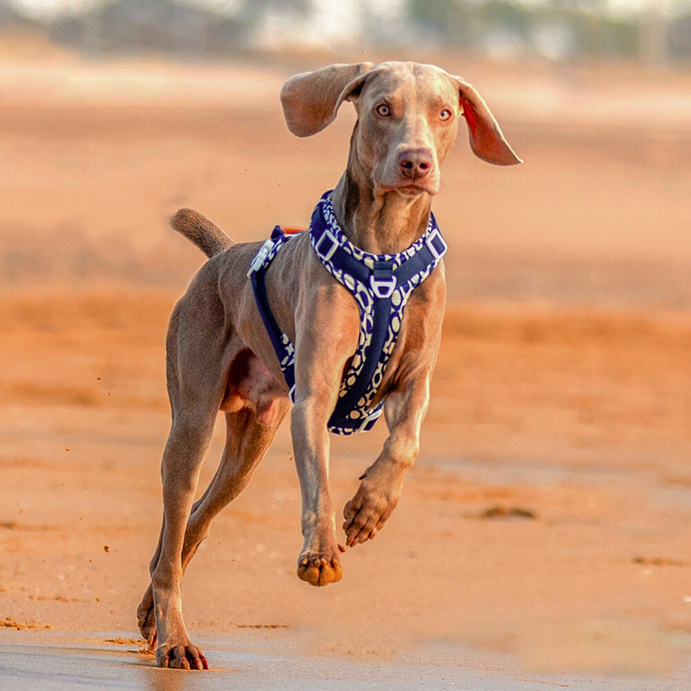 Conjunto de arnês e trela para cães grandes e anti-tração seguros com bolsa de caminhada