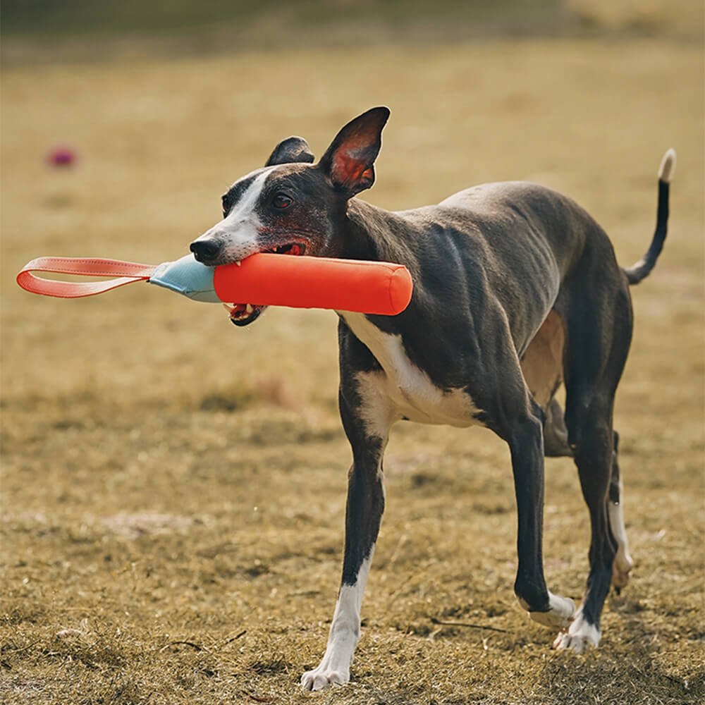 Brinquedo interativo ultradurável para cães flutuantes em água