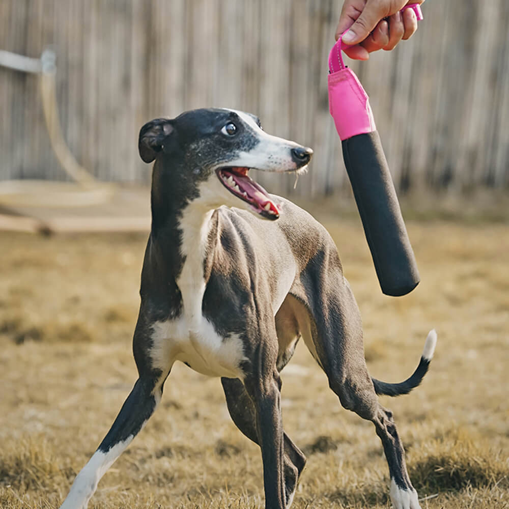 Brinquedo interativo ultradurável para cães flutuantes em água