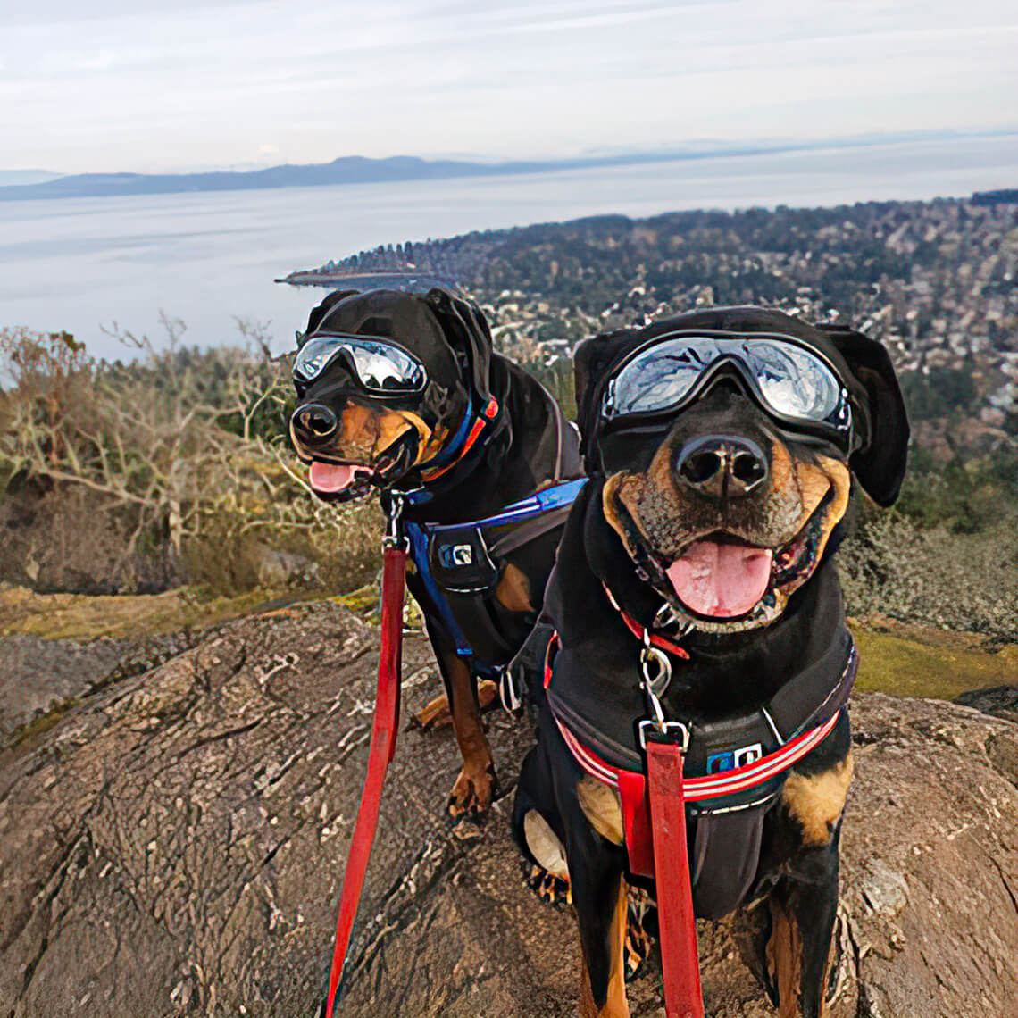 Óculos para acessórios grandes e legais para cães