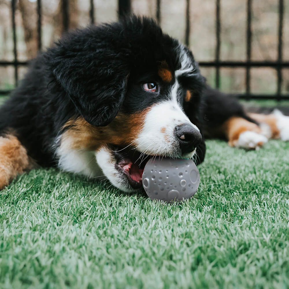 Brinquedo para cachorro com bola de treinamento Cosmos Alimentador