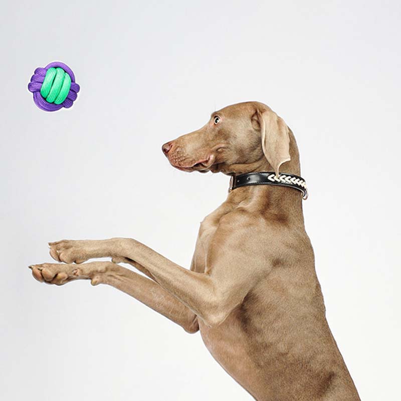Brinquedo para cachorro jogando bola de nós - Color Clash