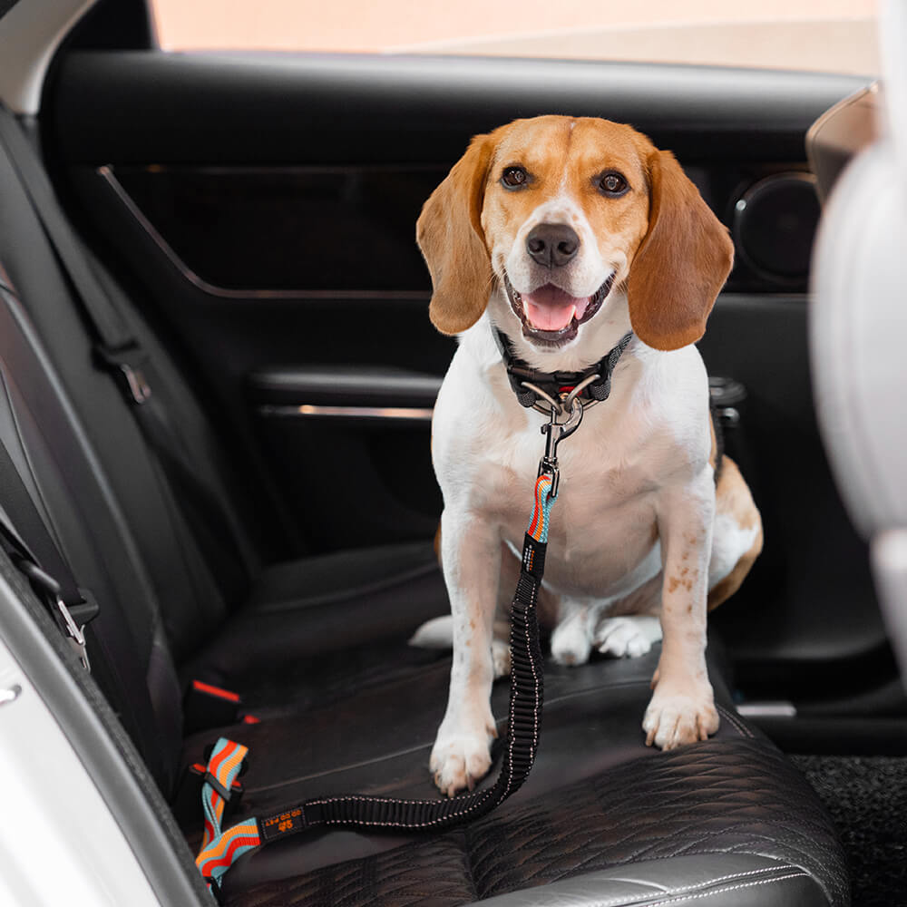 Cinto de segurança de carro de acessórios para cachorro legal ajustável com amortecedor colorido