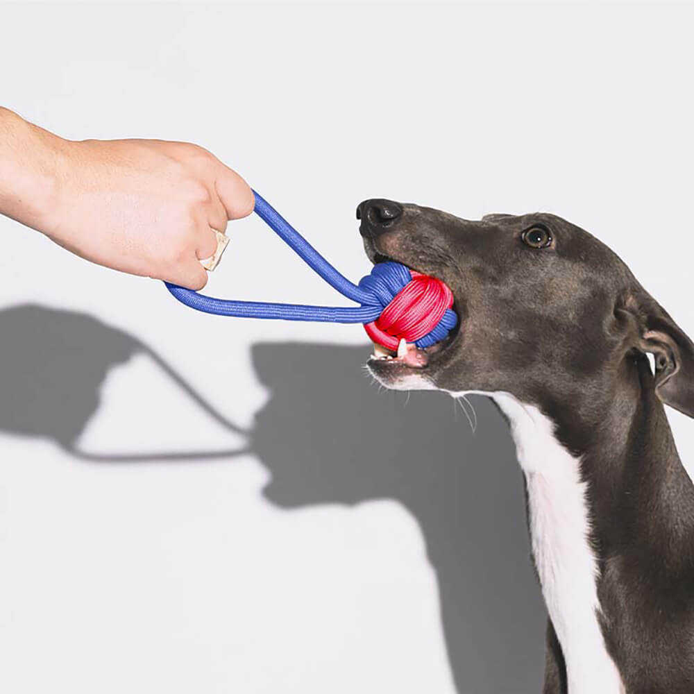 Conjunto de brinquedos para cães com corda Knots - Color Clash